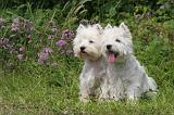 WESTIE 385